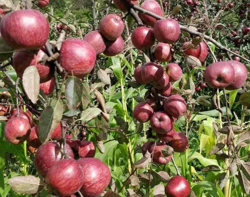 कर्णालीका स्याउ बेच्न काठमाडौंमा महोत्सव